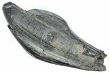 Fossil Sperm Whale (Scaldicetus) Tooth - South Carolina #239774-1